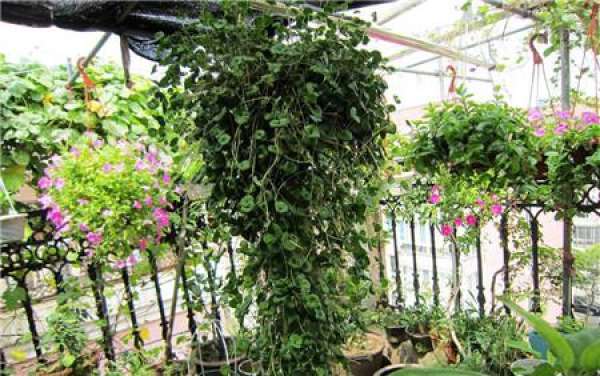 Maintenance and Illumination of Dichondra repens