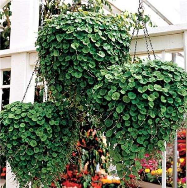 Trimming of Dichondra repens