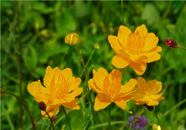 sowing by stages