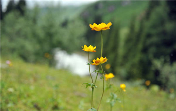 Cautions for annual bloom of Trollius chinensis