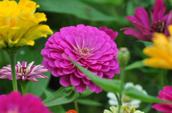 The necessity of pinching zinnia