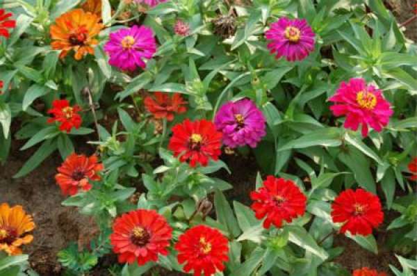 Topping method of zinnia