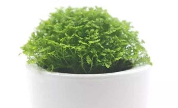 Green space coral fern soil