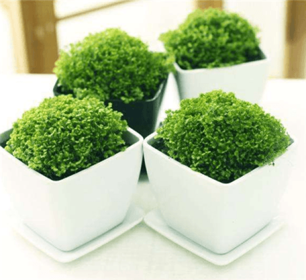 green land, coral fern soil