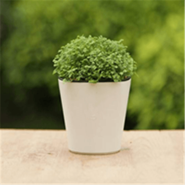Green Coral Fern Sunshine