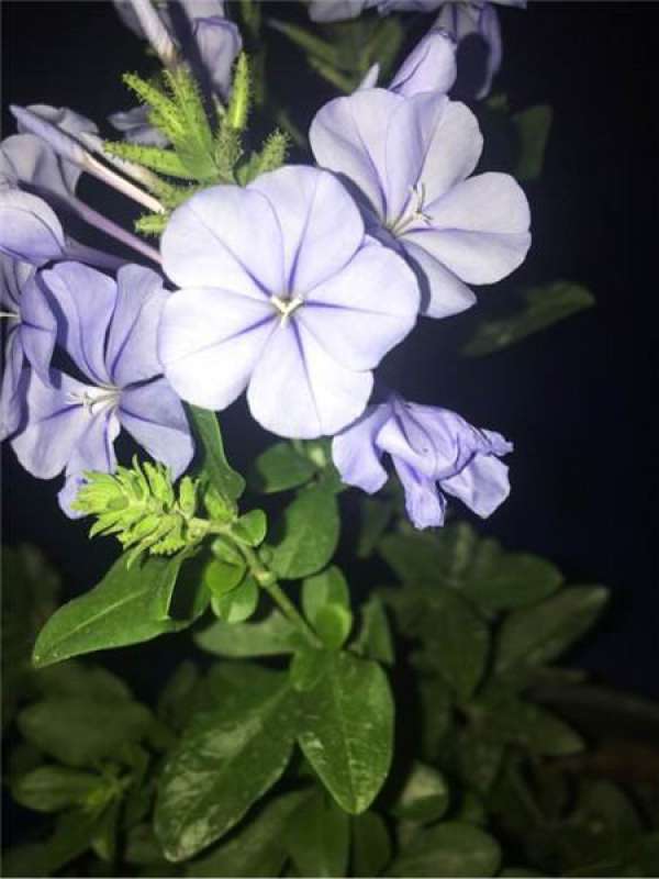 Petunia hybrida