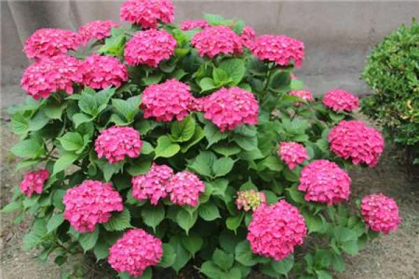 Petunia hybrida