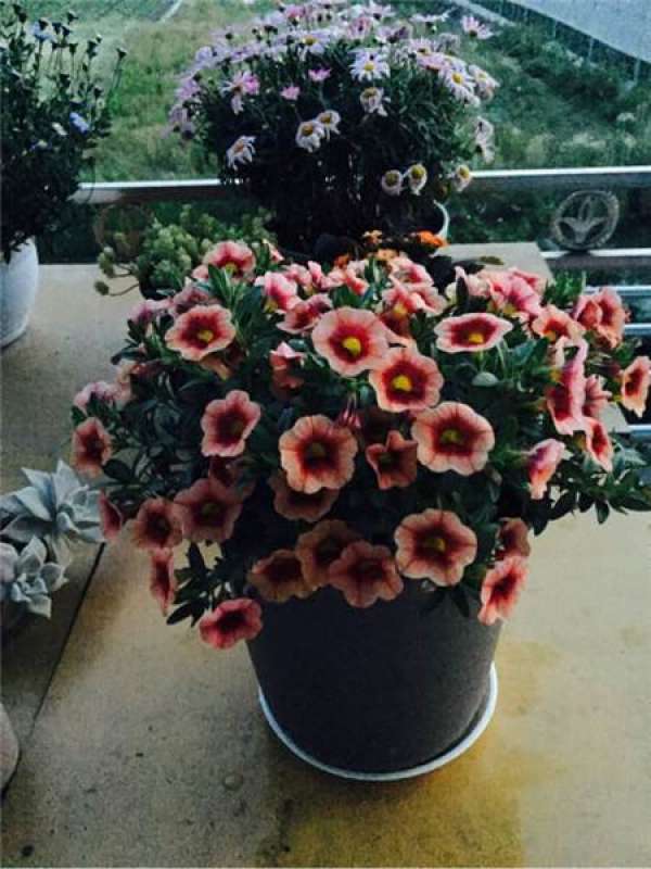 Petunia hybrida