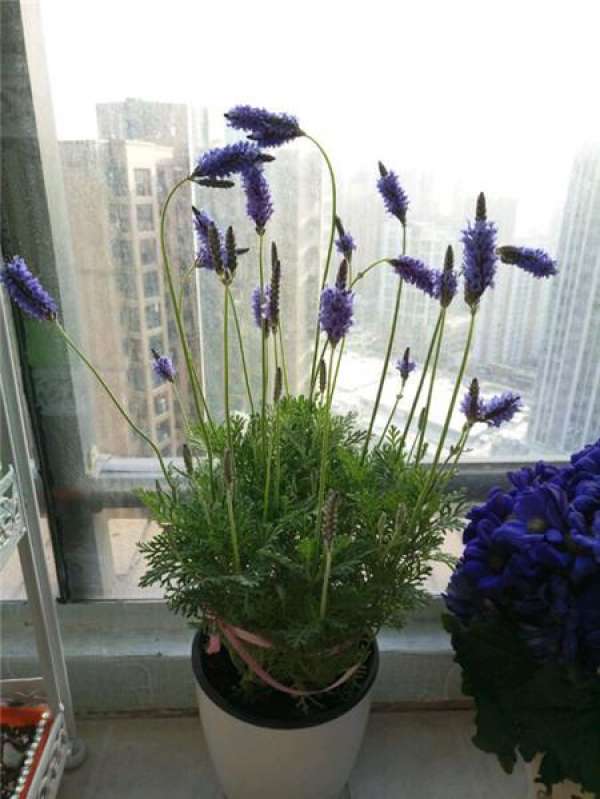 Lavender
