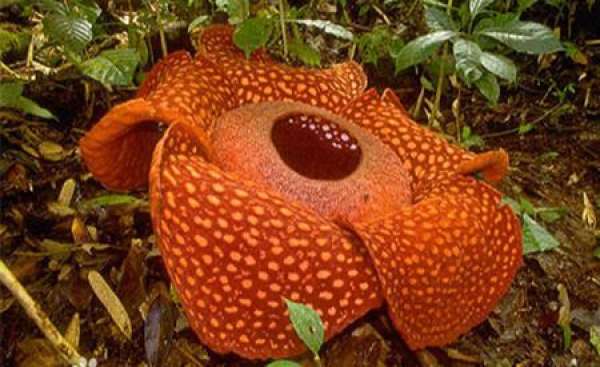 The World's Largest Flower: King Flower