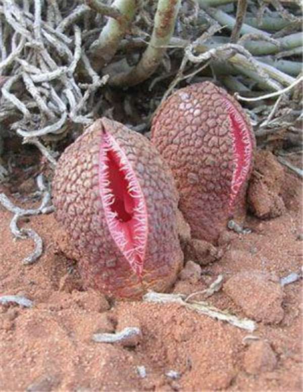 The World's Largest Flower: King Flower