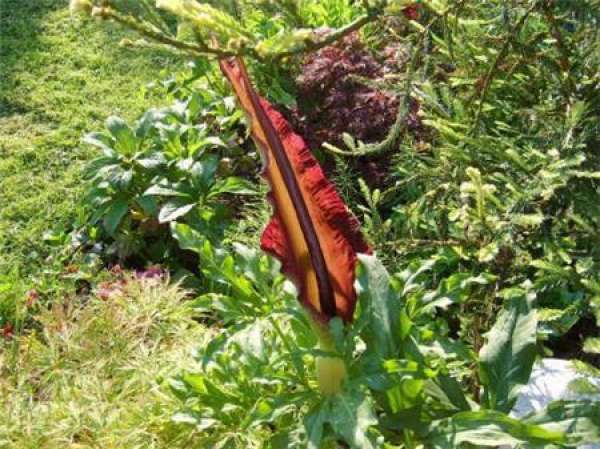 The World's Largest Flower: King Flower