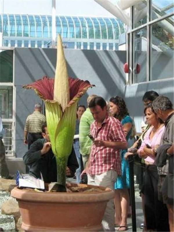 The World's Largest Flower: King Flower