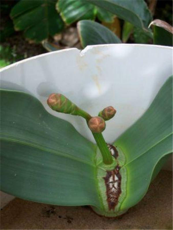 The World's Largest Flower: King Flower