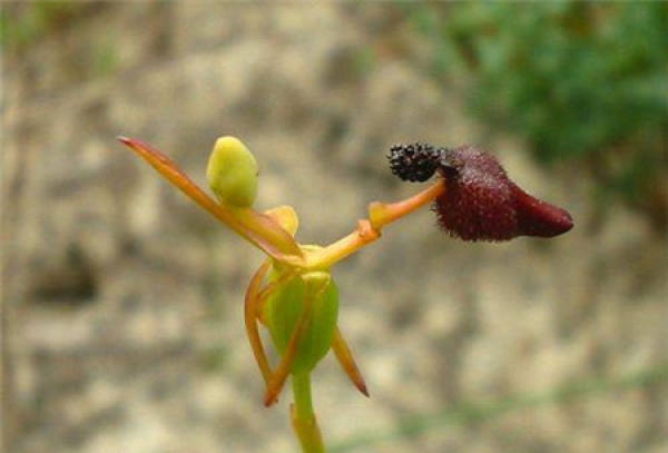 the world's largest flower: dahonghua