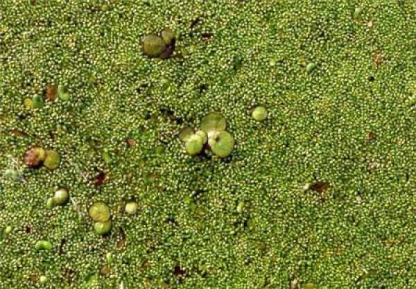 The Smallest Flower in the World: Duckweed