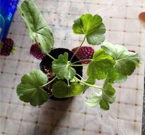 Geranium