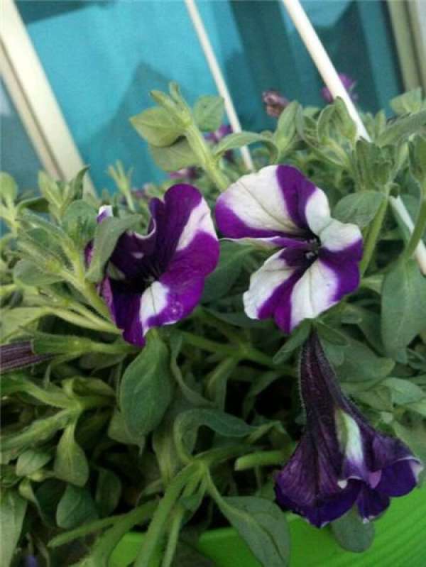 Geranium