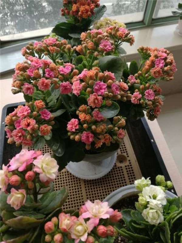 Geranium