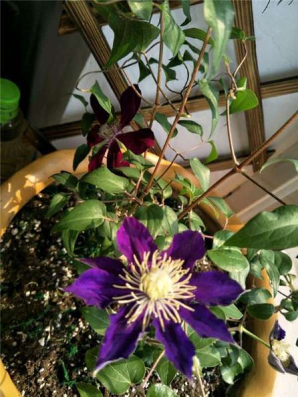 Clematis