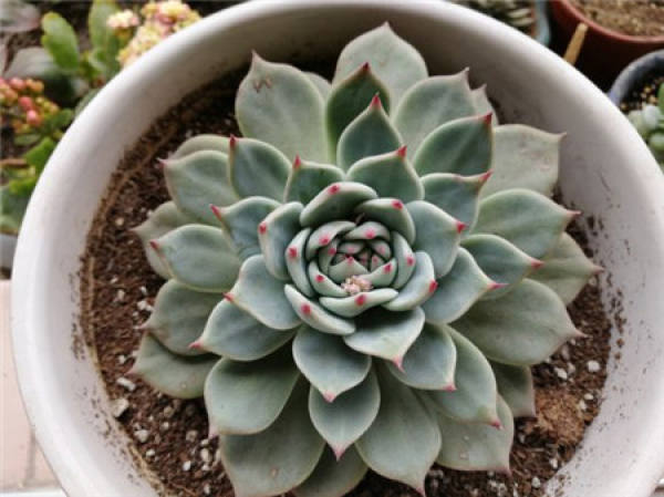 Fleshy