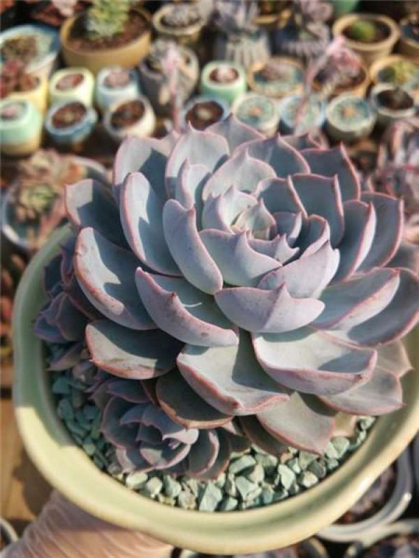 Fleshy
