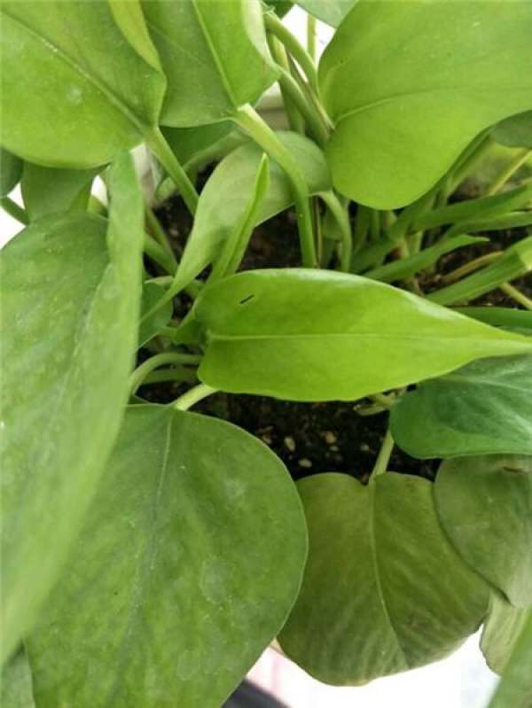 Green dill Green dill