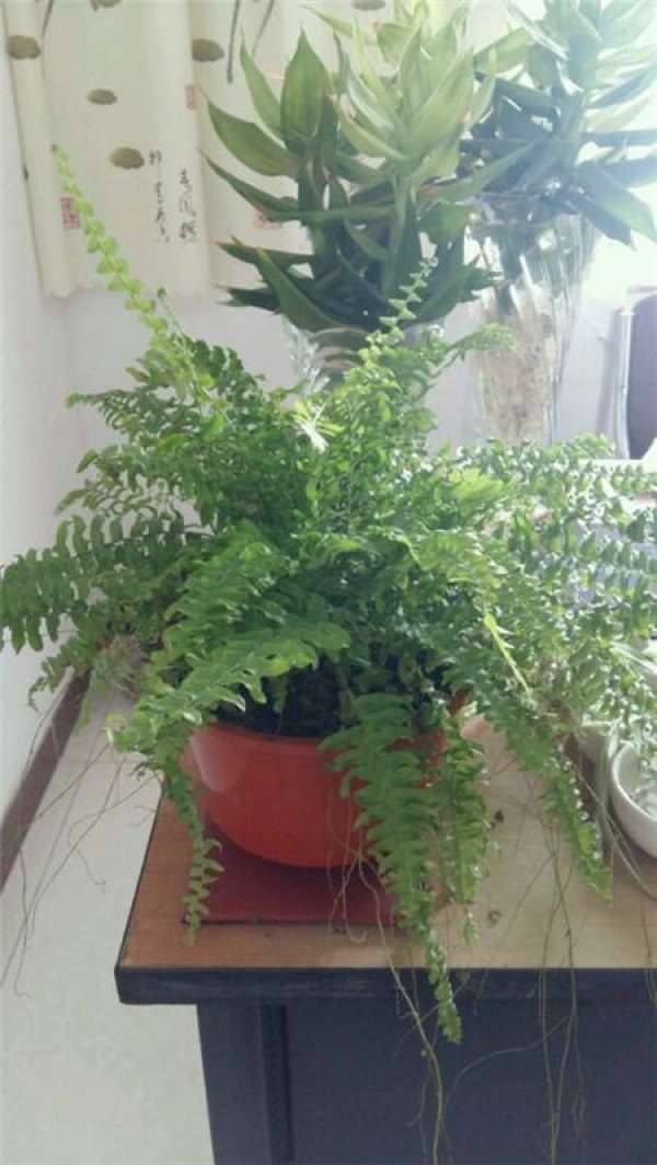 Green dill Green dill