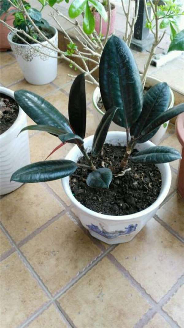 Green dill Green dill