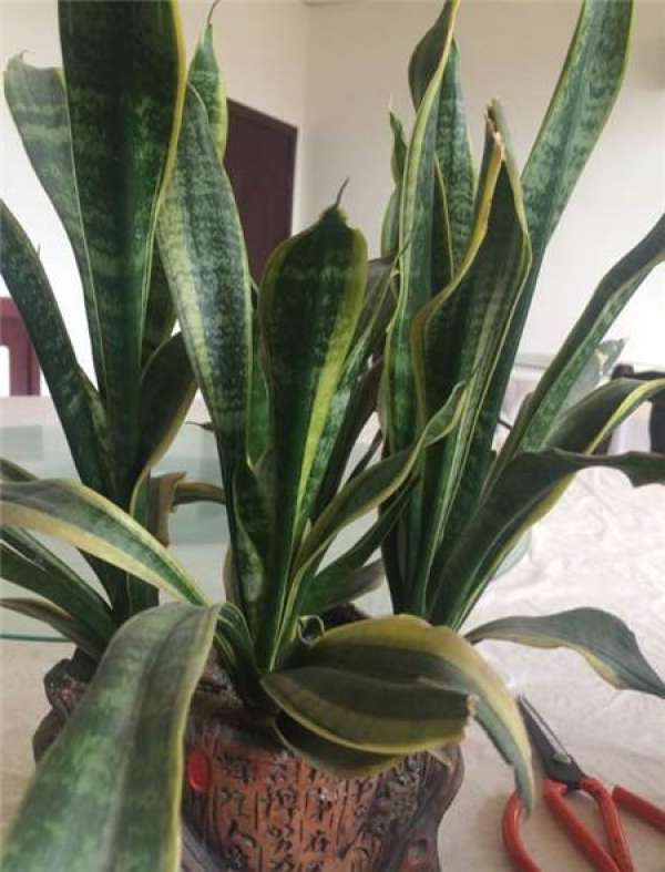 Green dill Green dill