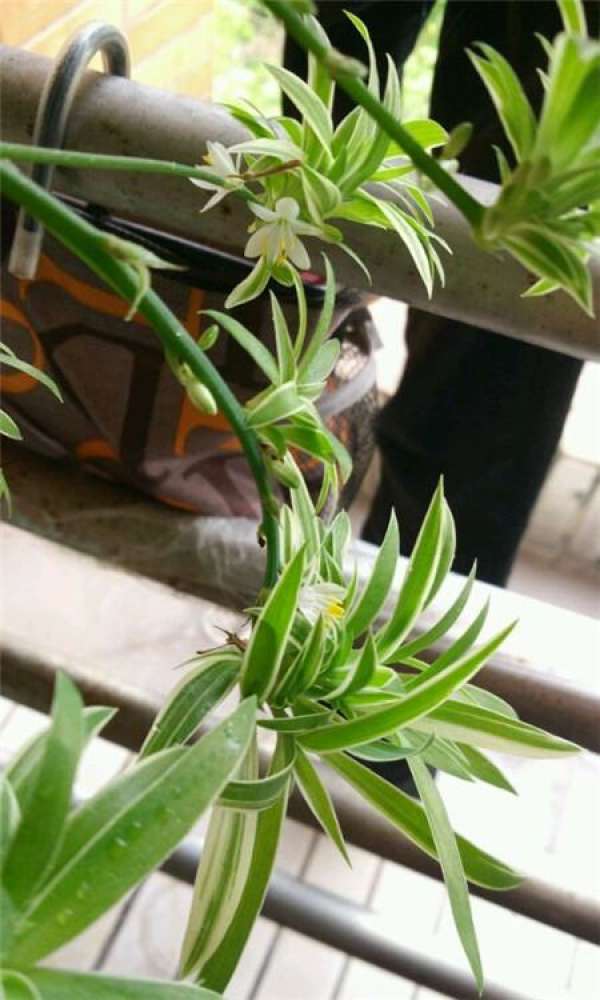 Green dill Green dill