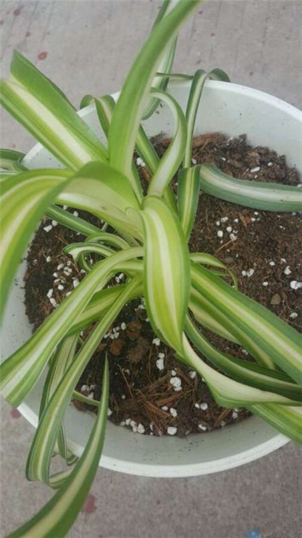 Ensure sufficient fertilizer