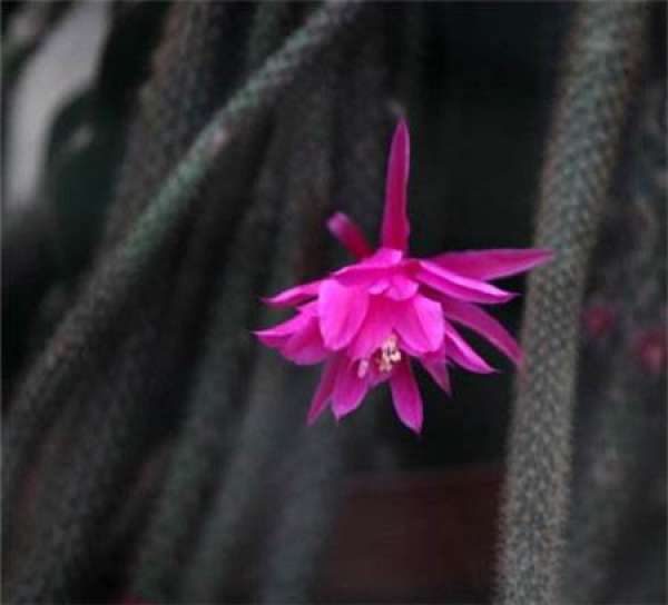 Winter culture of rat tail palm