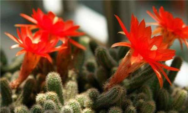 Morphological characteristics of Pteroceltis salsa