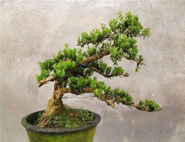 Buxus Sinica exhibition model