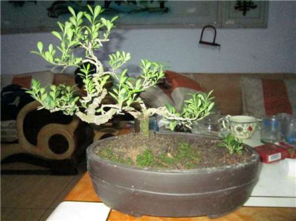 Buxus Sinica exhibition model