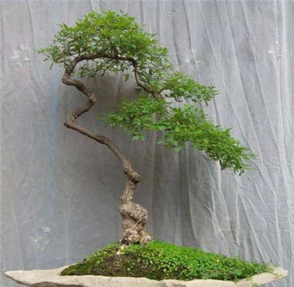 Buxus Sinica exhibition model