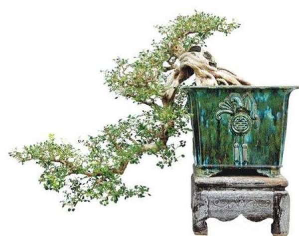 boxwood style