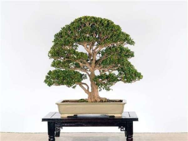 Boxwood natural model