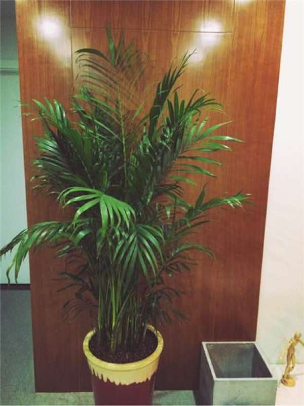 Living Room Flower