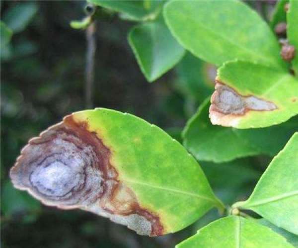 Anthracnose of boxwood