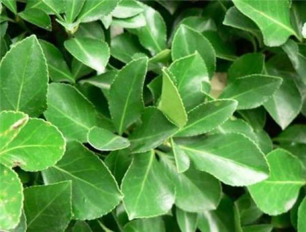 Euonymus japonicus
