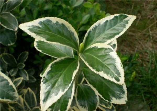Euonymus japonicus