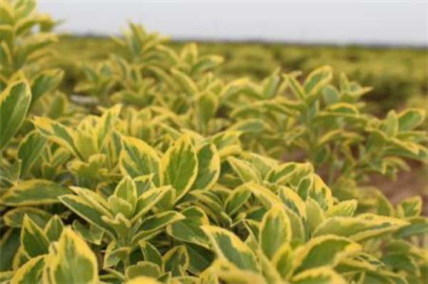 Euonymus japonicus