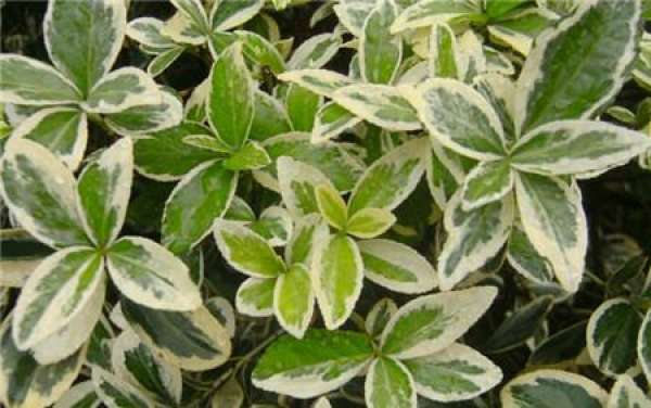 Euonymus japonicus