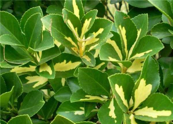 Euonymus japonicus