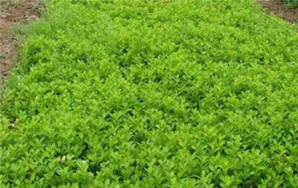 Euonymus japonicus