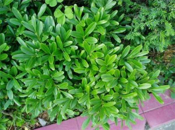 Buxus Sinica