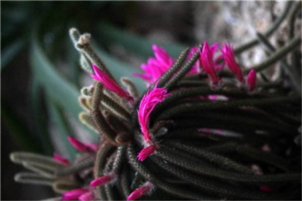 Grafting period rat tail palm