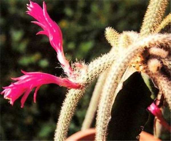 Maintenance of rat tail palm